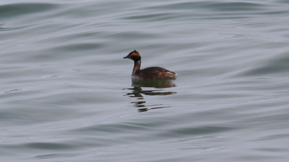 Horned Grebe - ML148810031