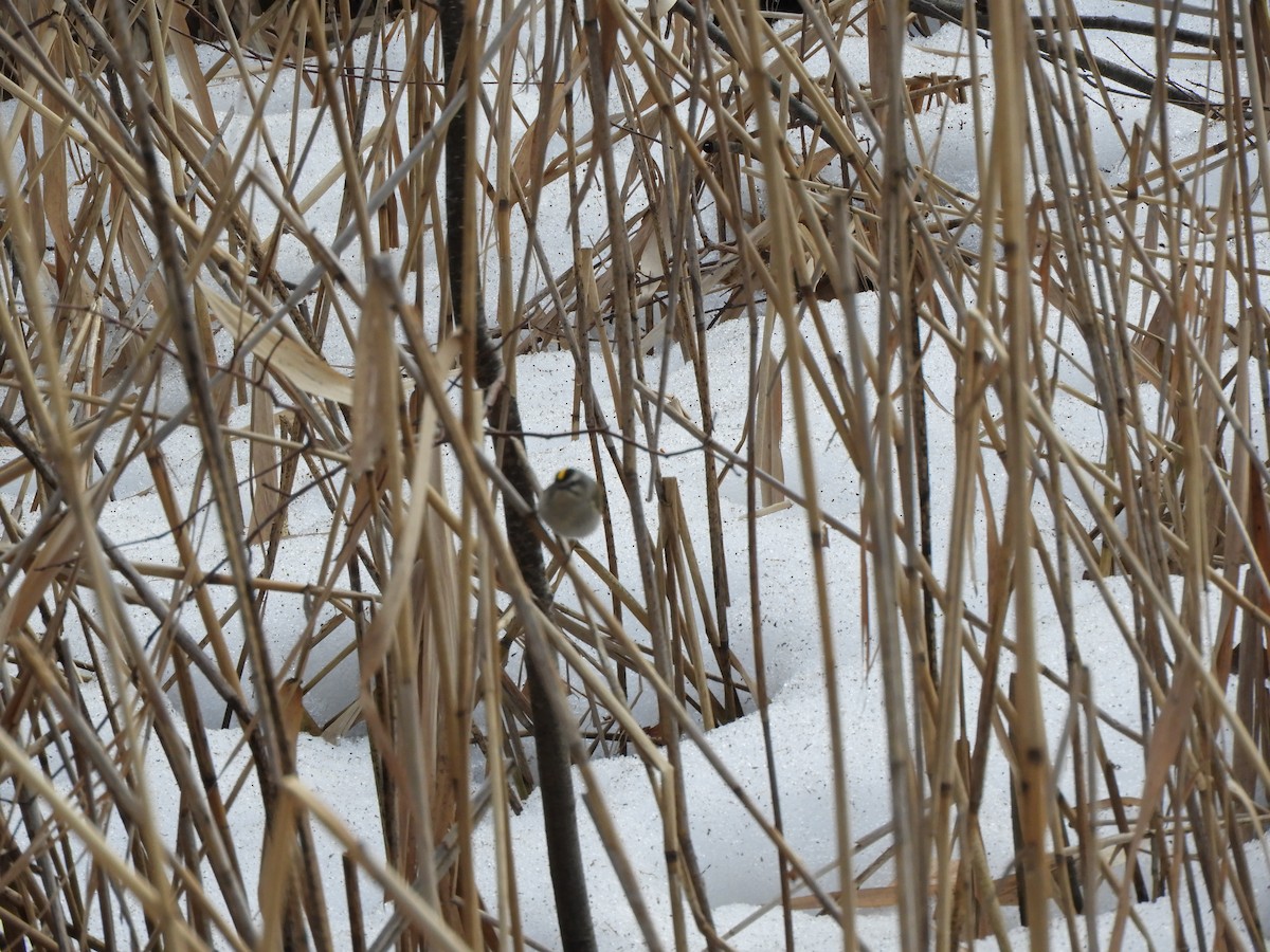 Golden-crowned Kinglet - ML148810421