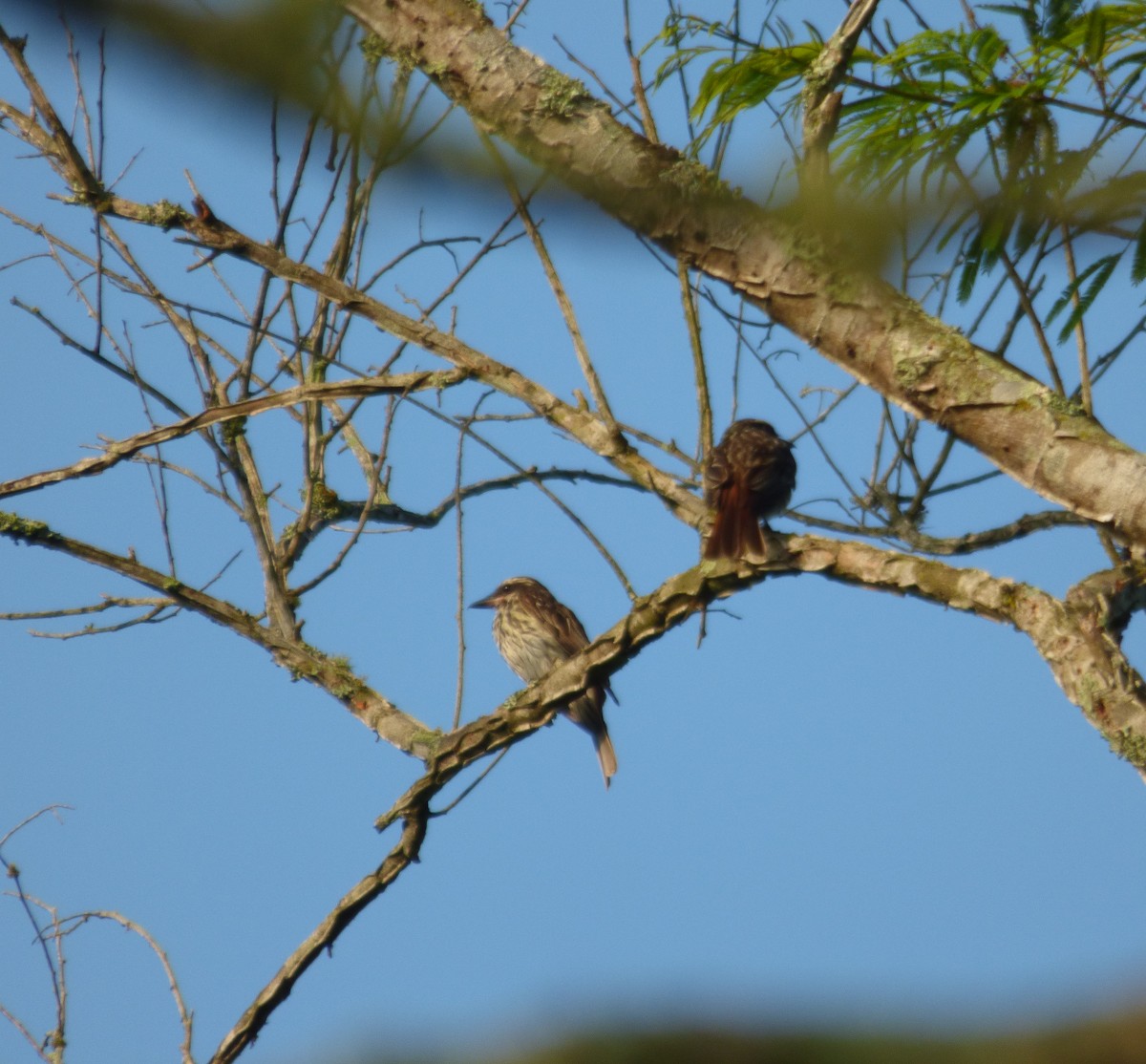 Streaked Flycatcher - Eduardo Carranza