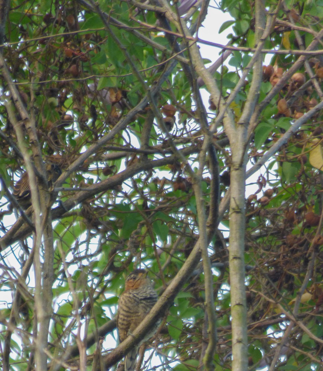 Ochre-collared Piculet - Eduardo Carranza