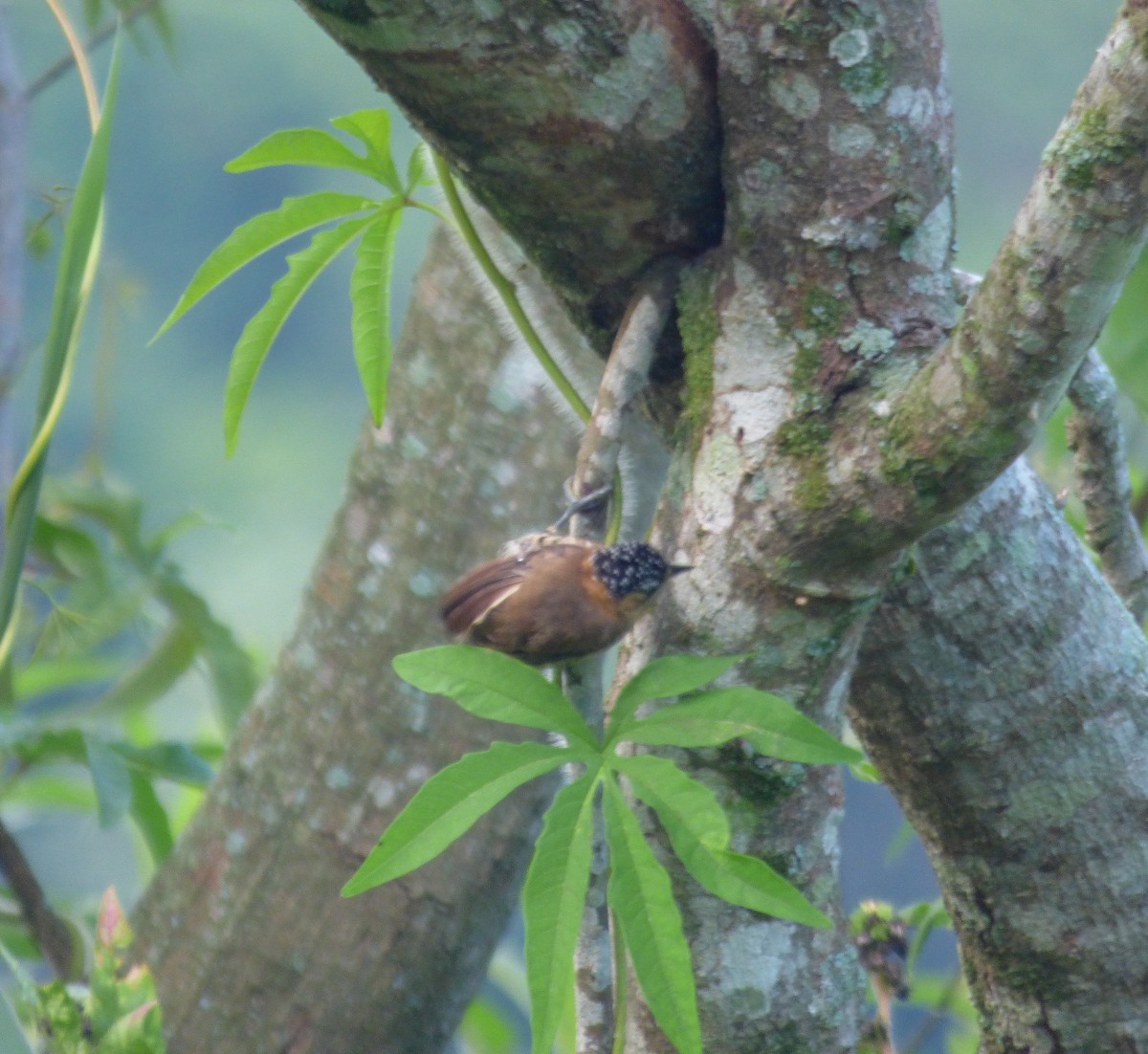 Ochre-collared Piculet - Eduardo Carranza