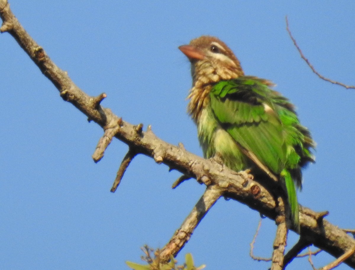 White-cheeked Barbet - G Parameswaran