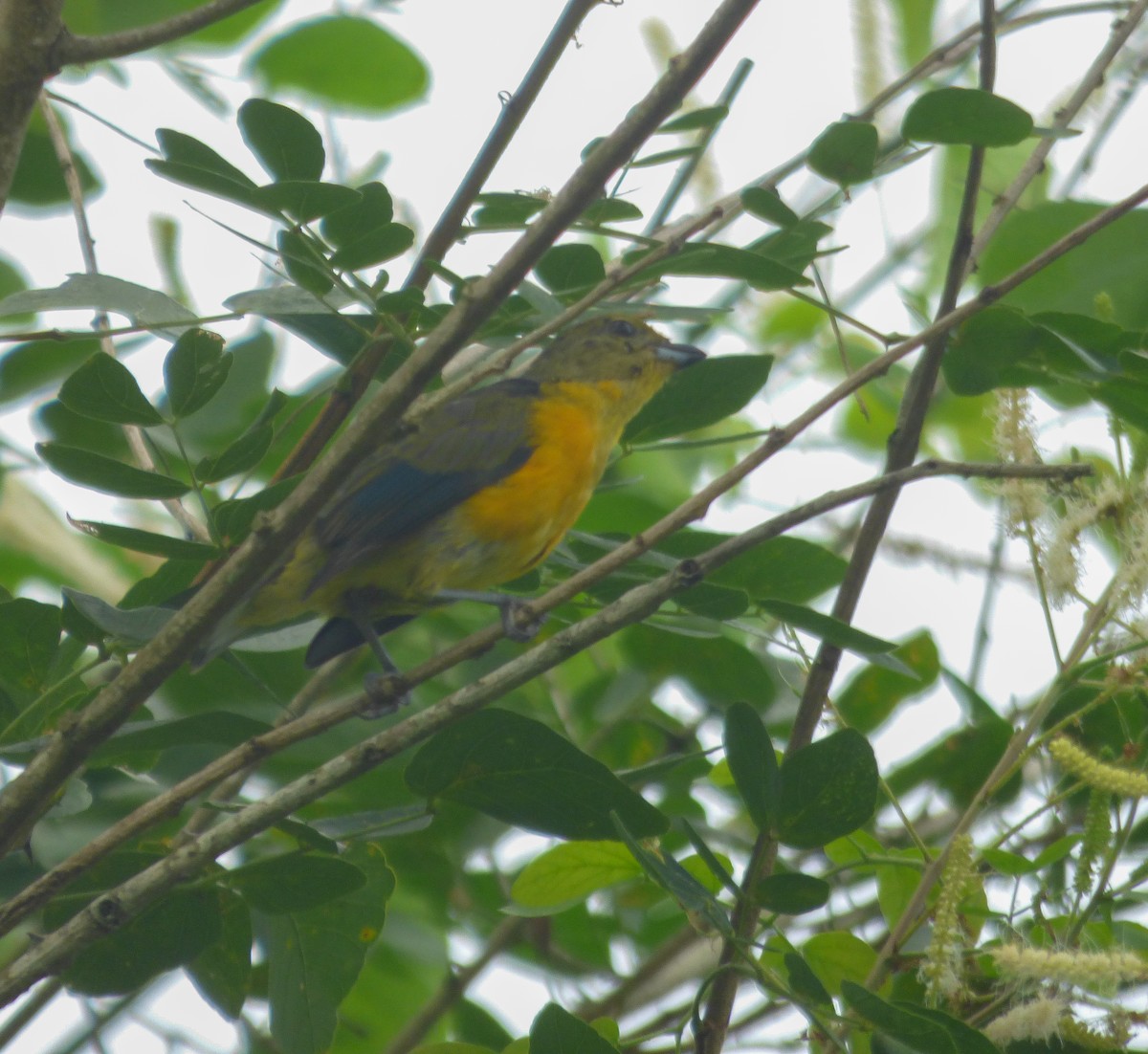 Violaceous Euphonia - Eduardo Carranza