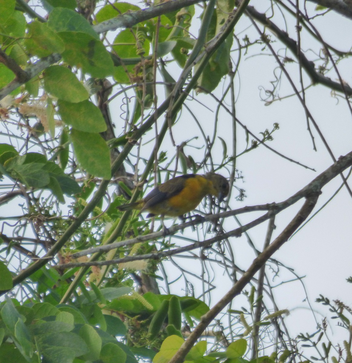 Violaceous Euphonia - Eduardo Carranza