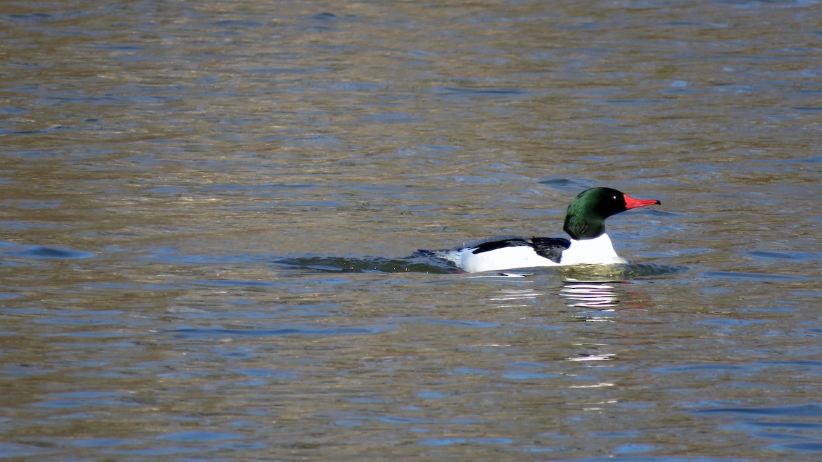 Common Merganser - ML148814751
