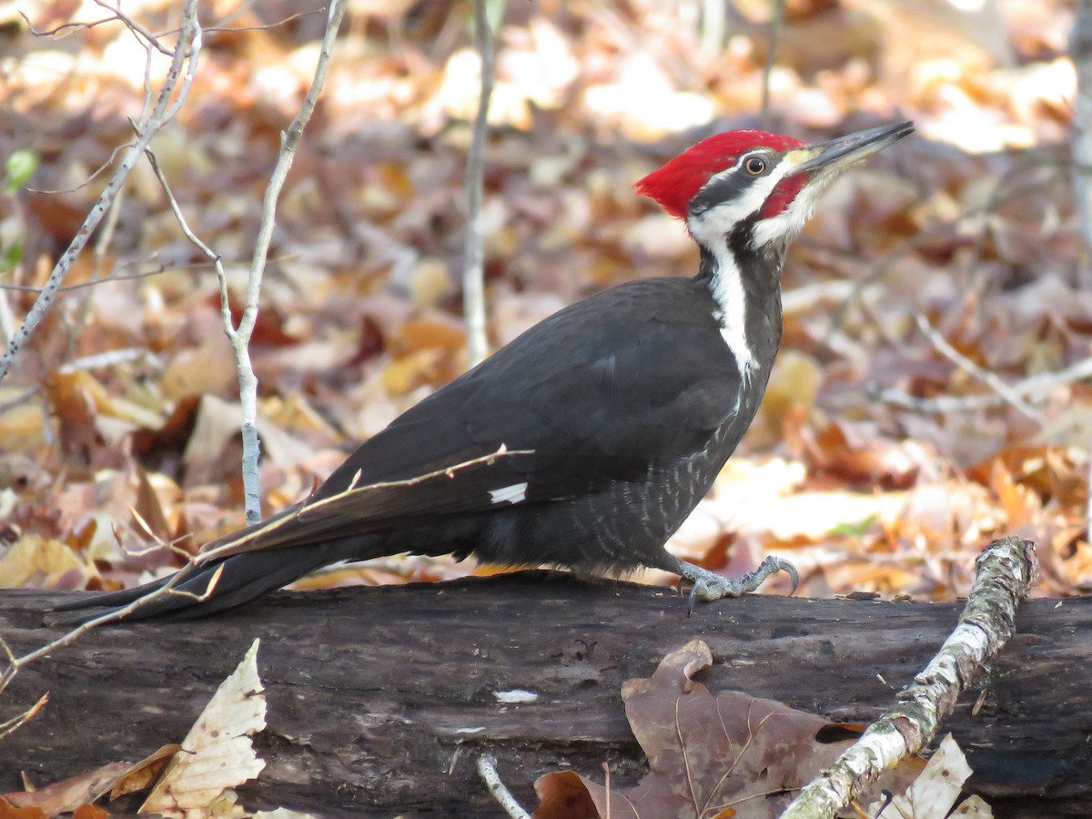 Pileated Woodpecker - ML148815411