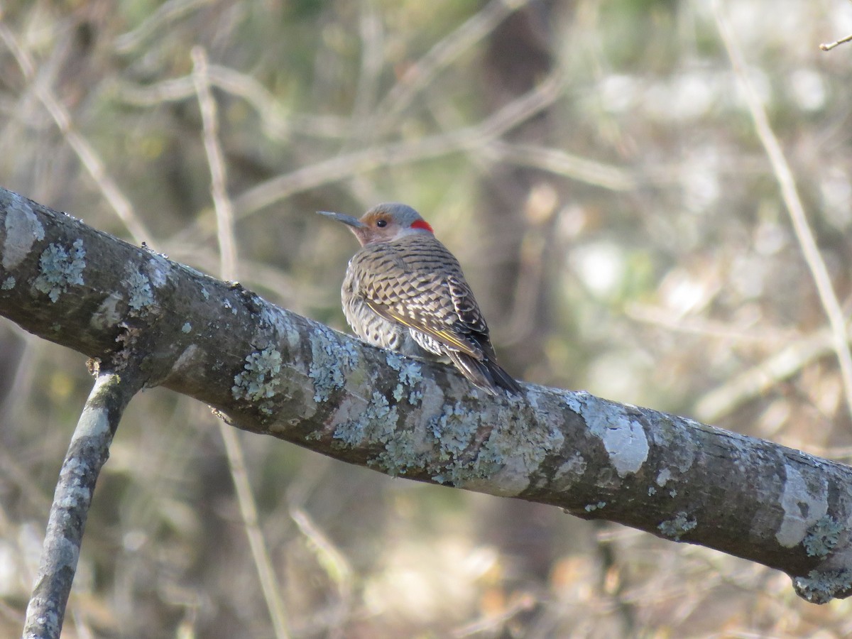 Northern Flicker - ML148815431