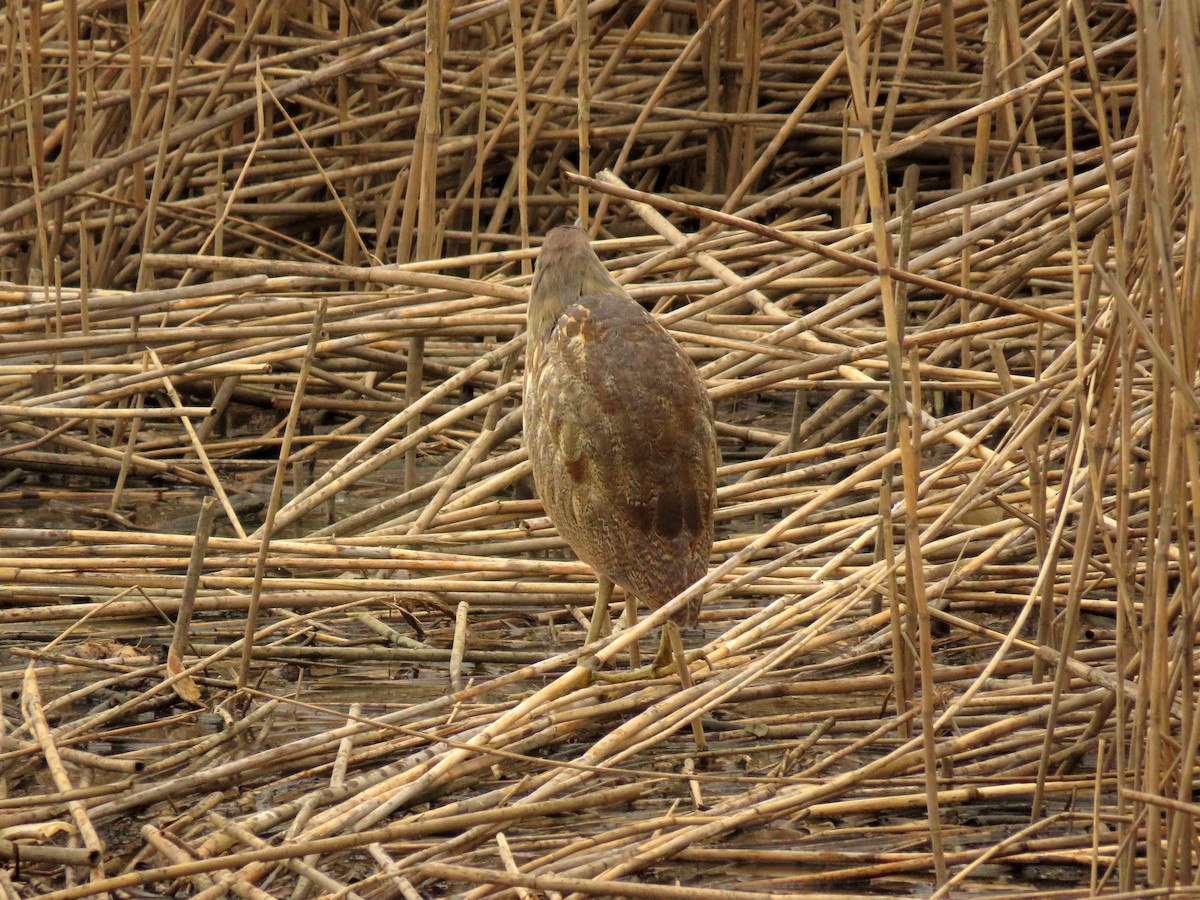 American Bittern - Tim Carney