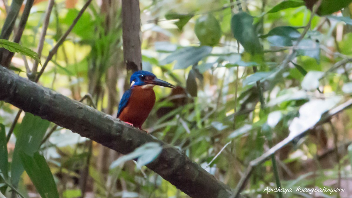 Blue-eared Kingfisher - ML148816361