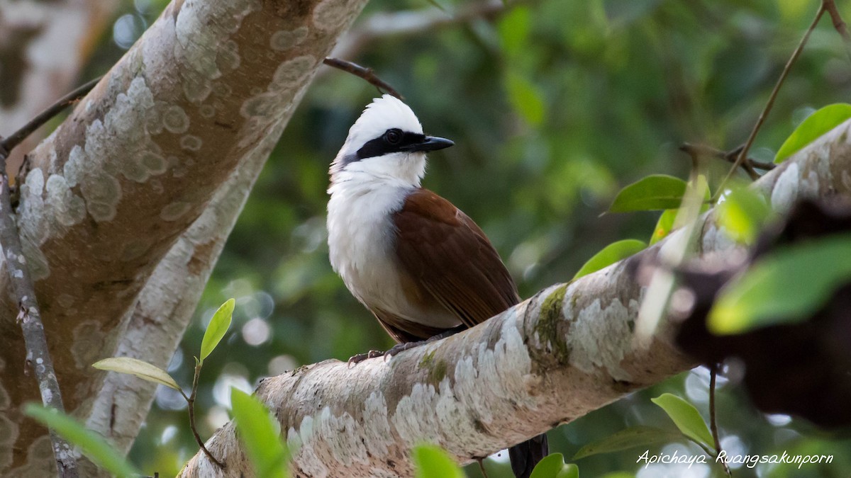 White-crested Laughingthrush - ML148816541