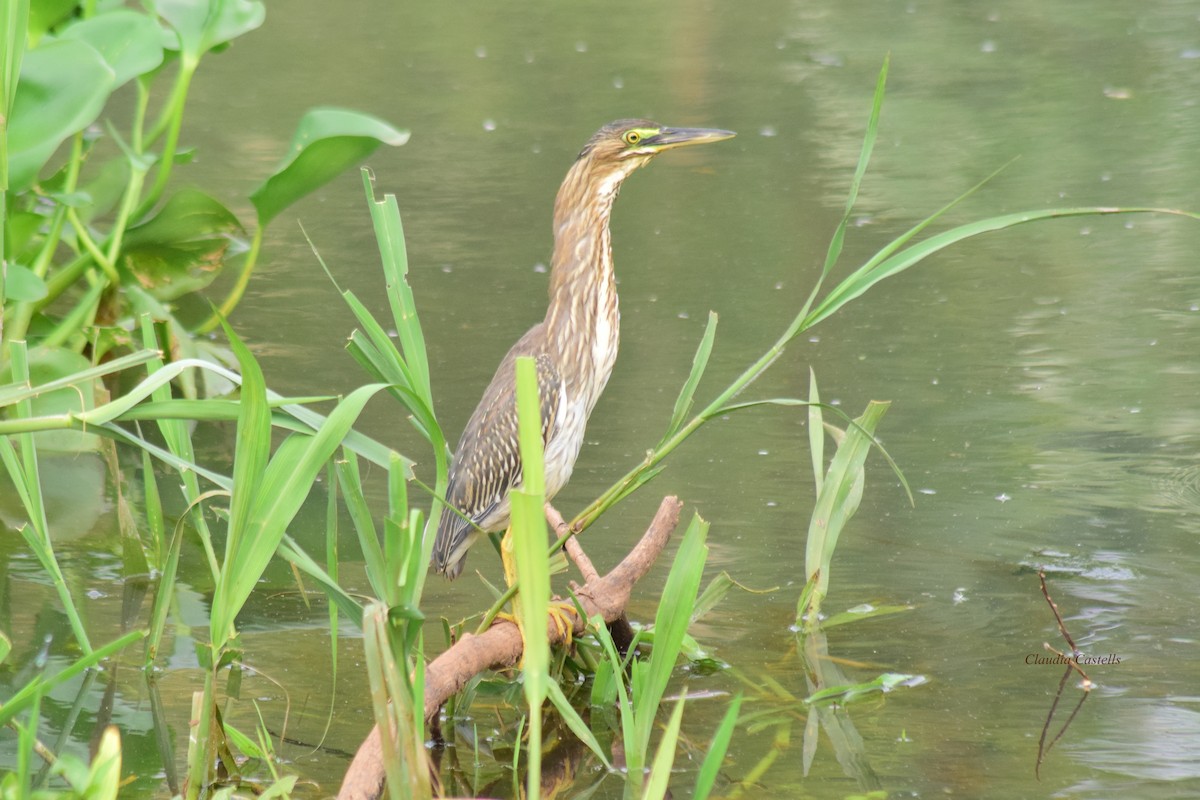 Striated Heron - ML148817161