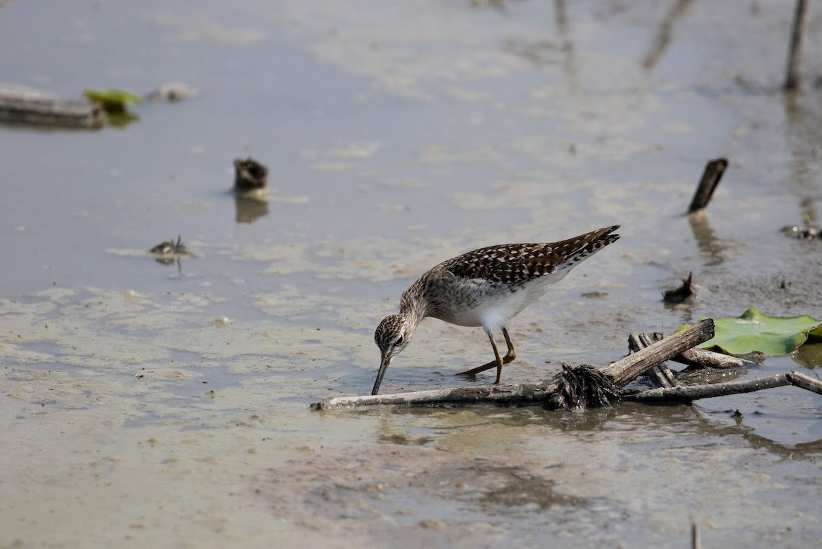 Wood Sandpiper - Atsushi Shimazaki