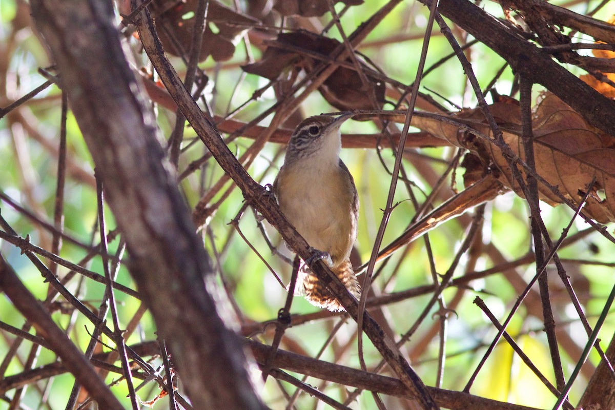 Buff-breasted Wren - ML148818721