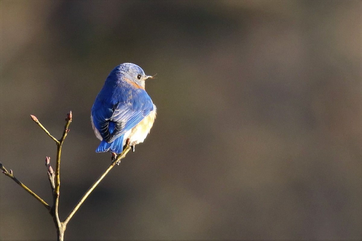 Eastern Bluebird - ML148820501