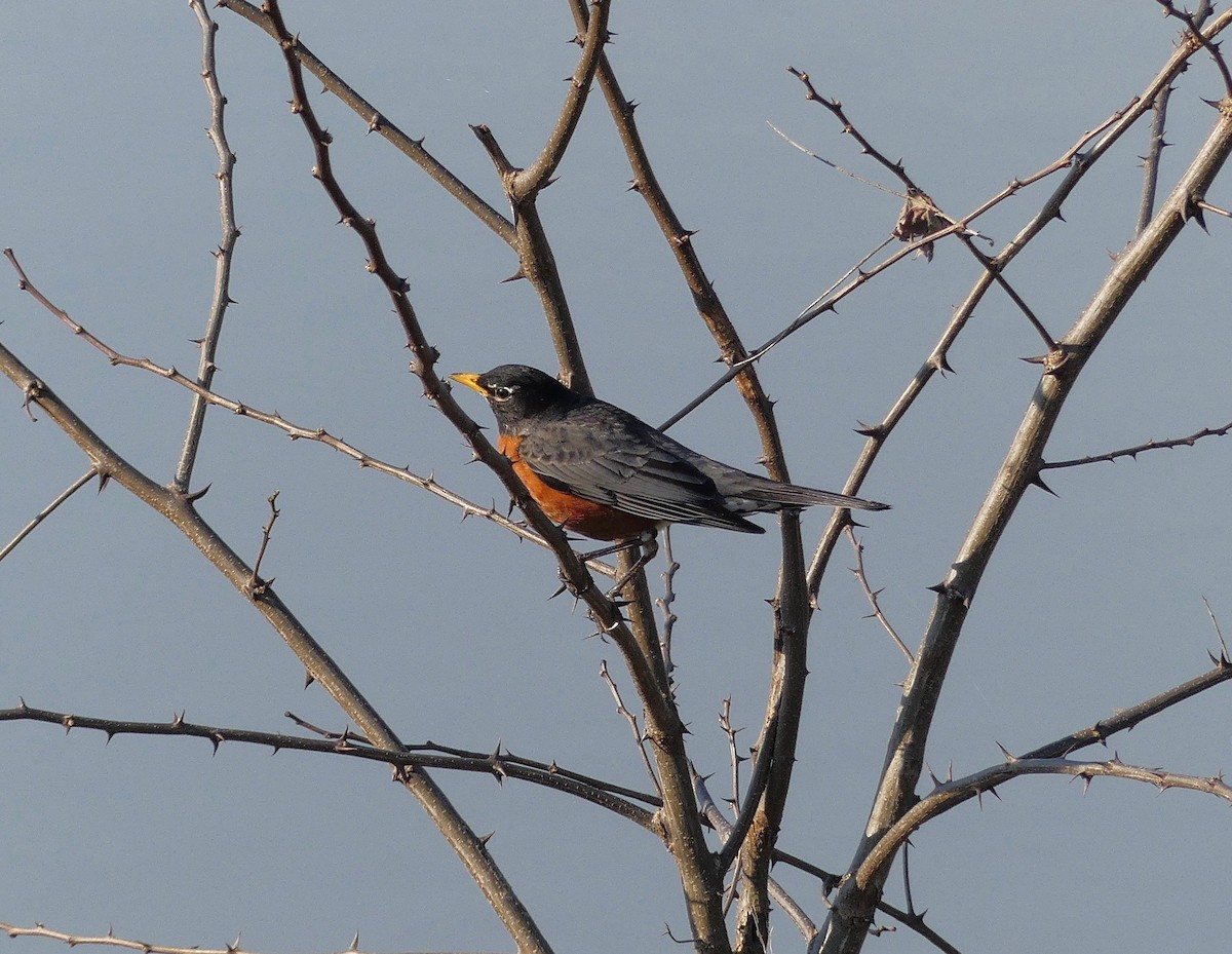 American Robin - ML148820711