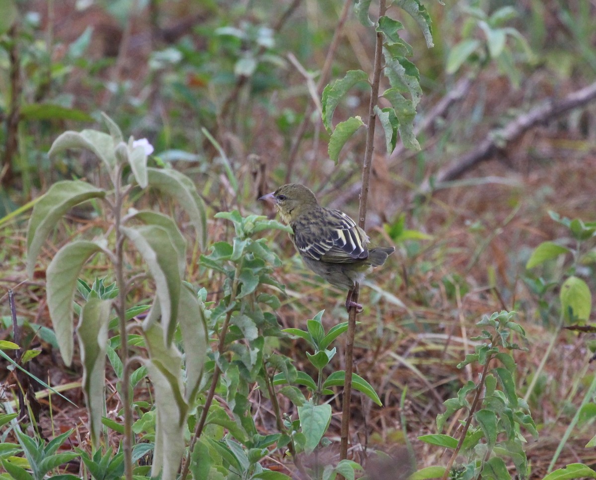 Speke's Weaver - ML148821851