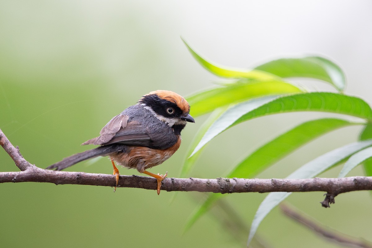 Black-throated Tit - ML148823201