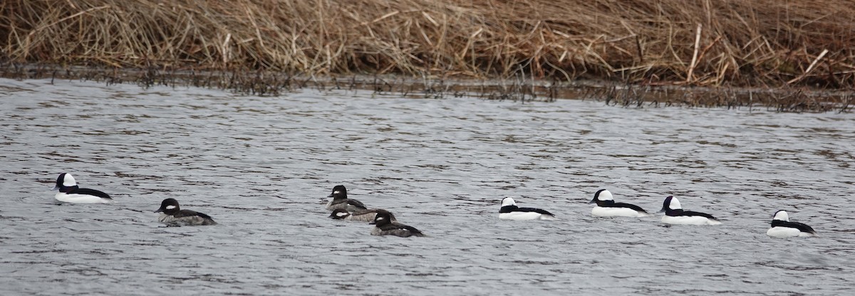 Bufflehead - ML148823311