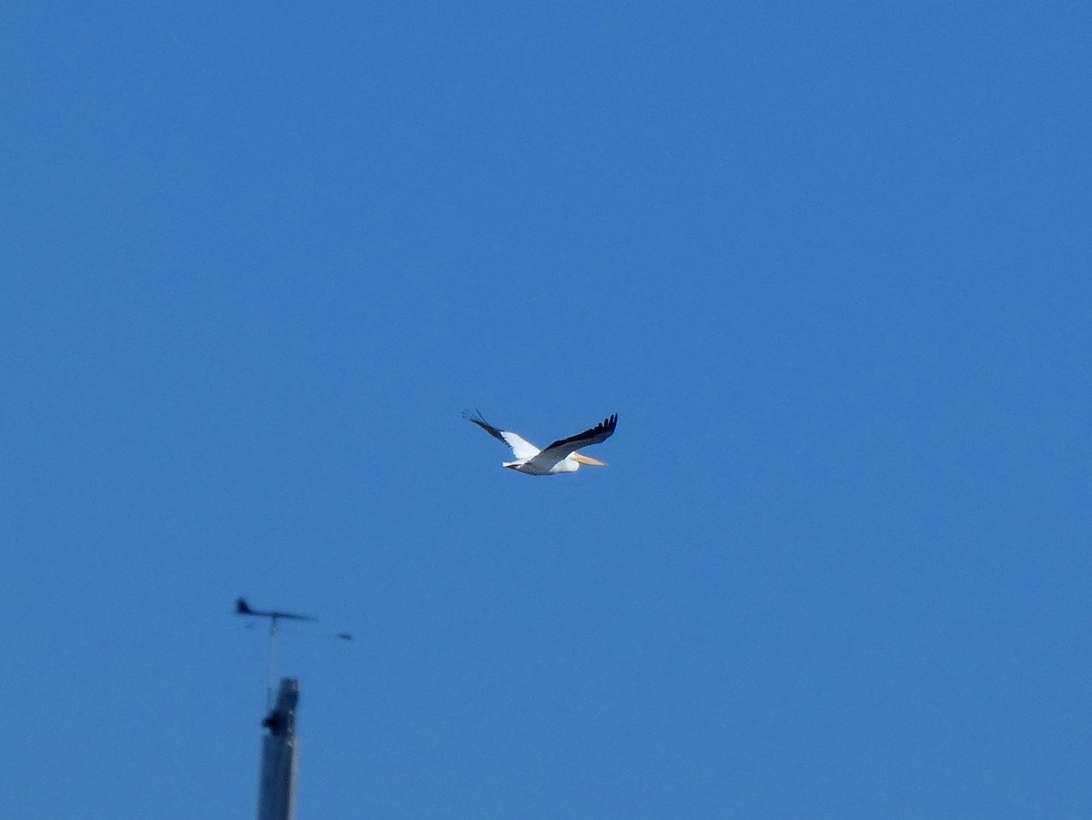 American White Pelican - ML148824431