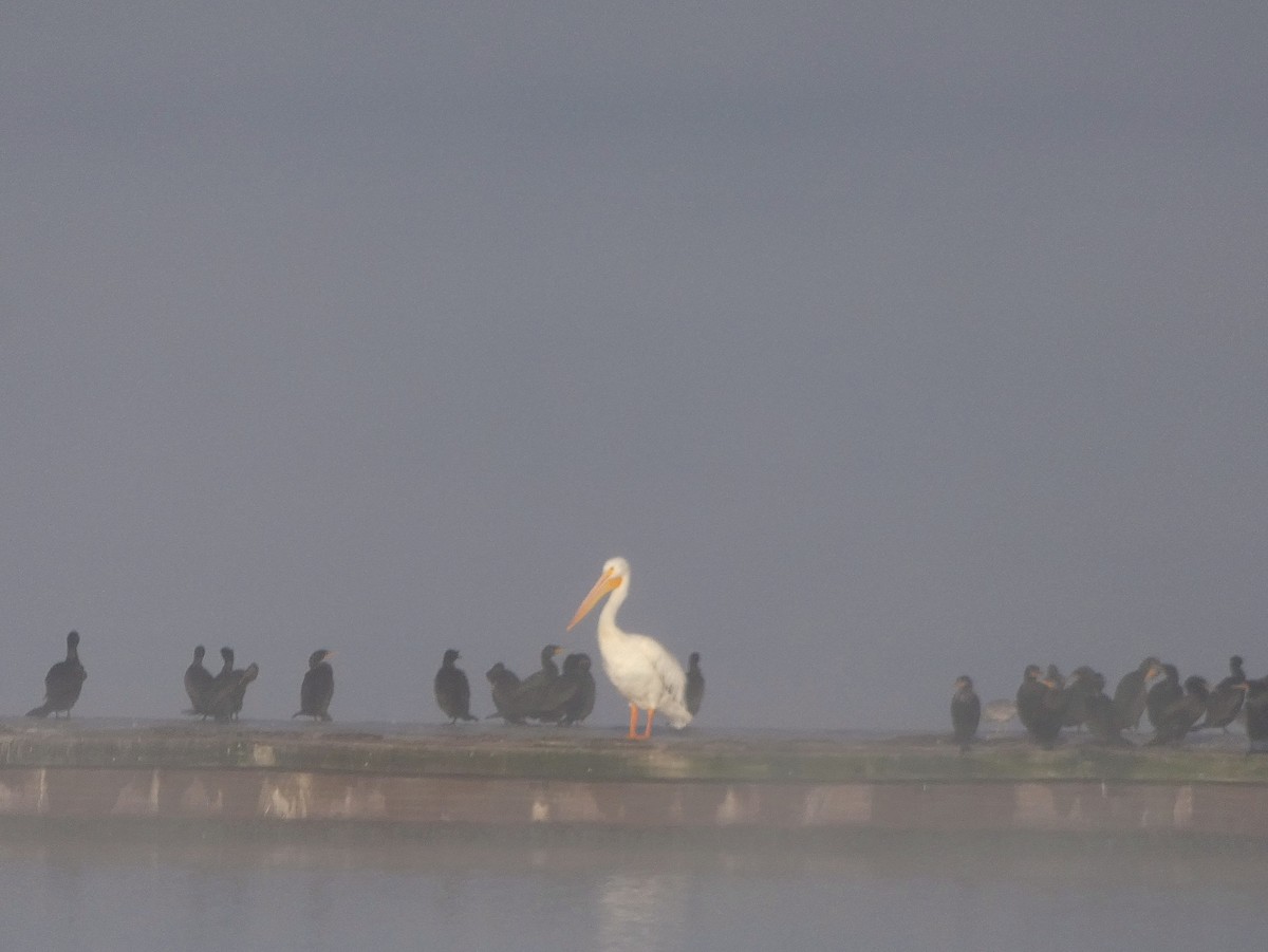 American White Pelican - ML148824471