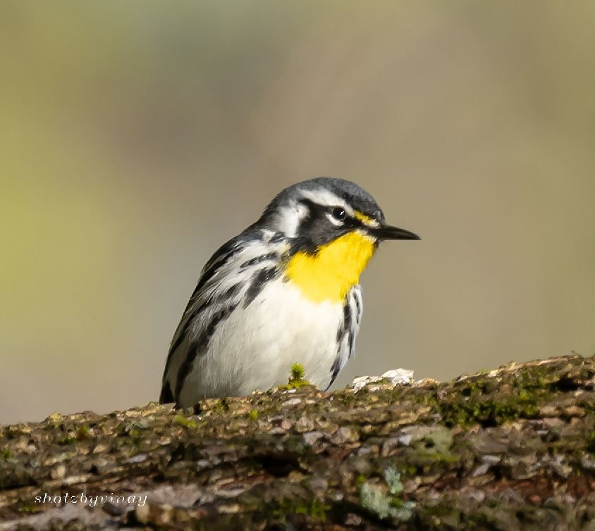 Paruline à gorge jaune - ML148824521