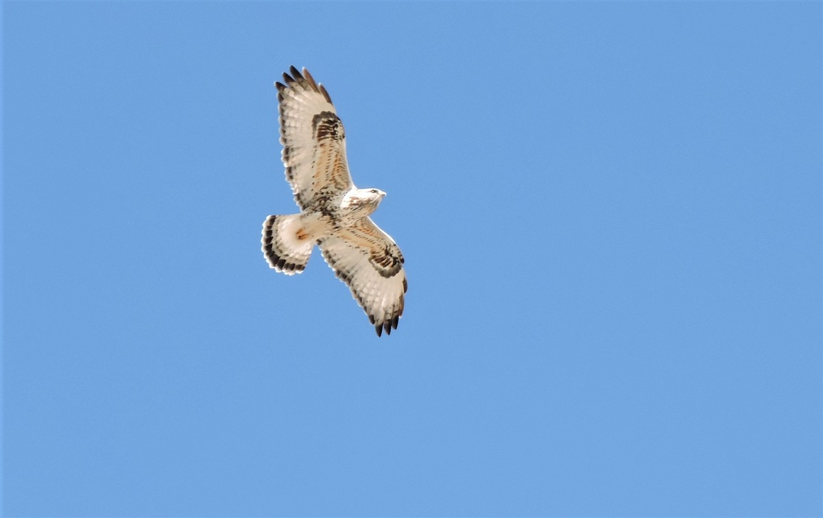 Rough-legged Hawk - ML148824741