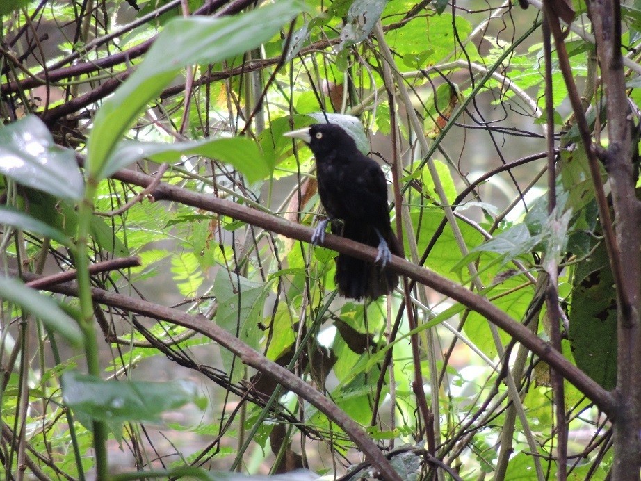 Yellow-billed Cacique - ML148824861