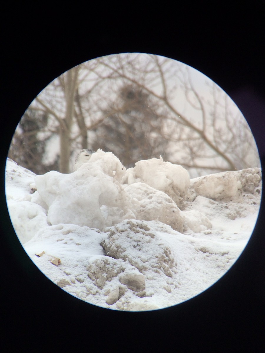 Snowy Owl - ML148825271