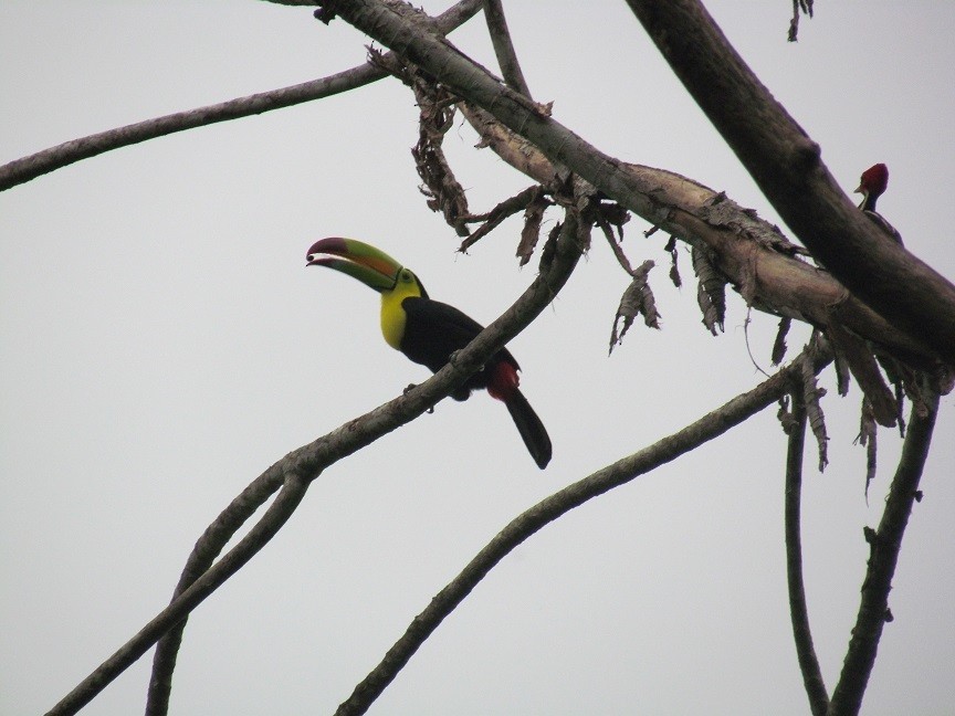 Keel-billed Toucan - ML148825321