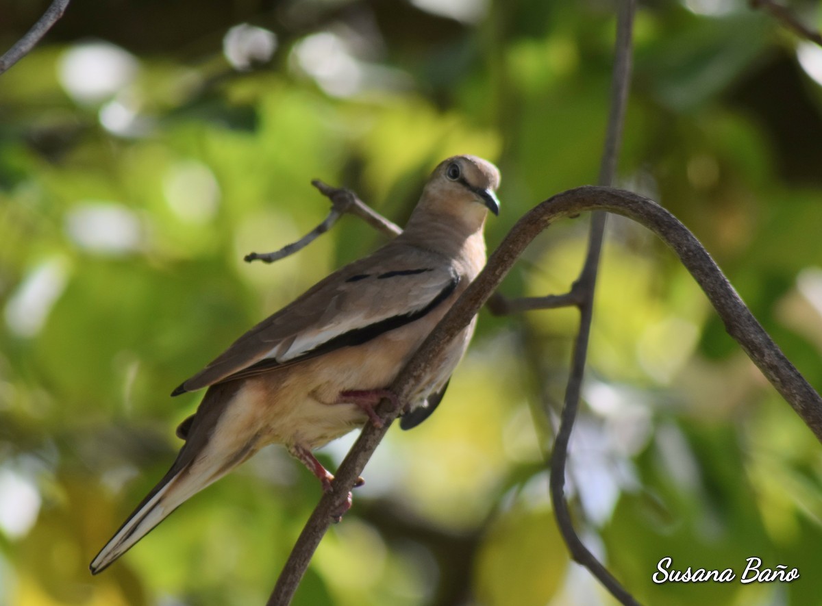 Picui Ground Dove - ML148825331