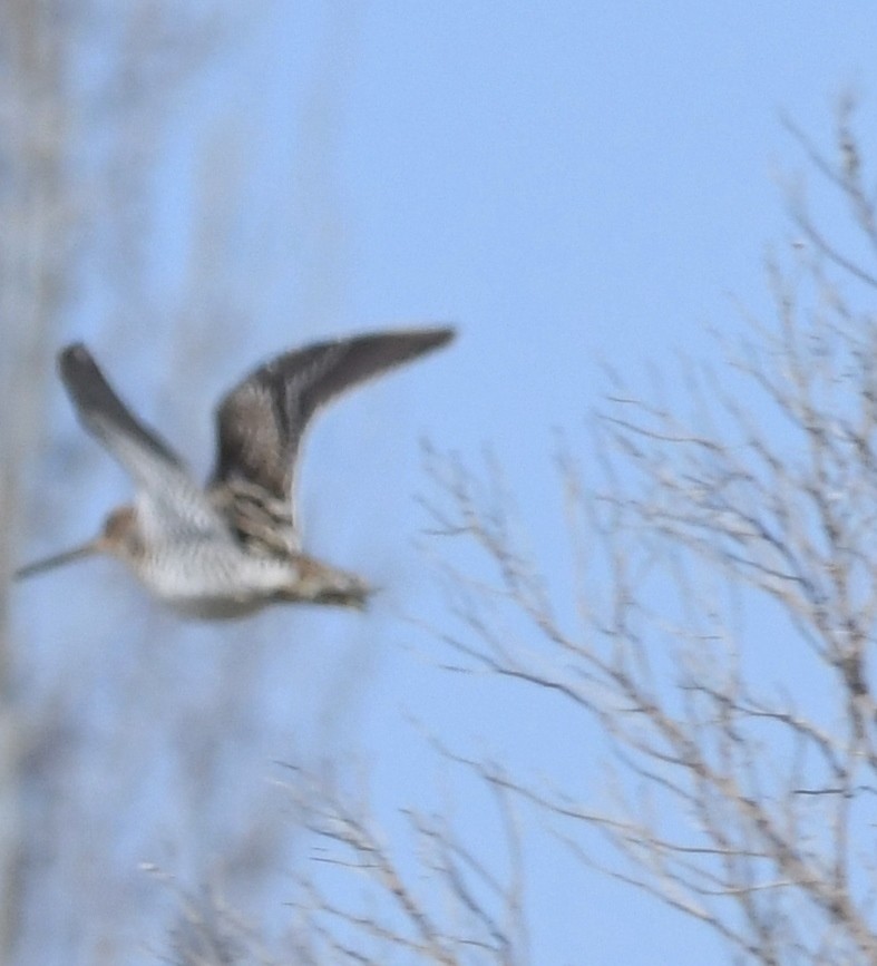 Wilson's Snipe - ML148825341