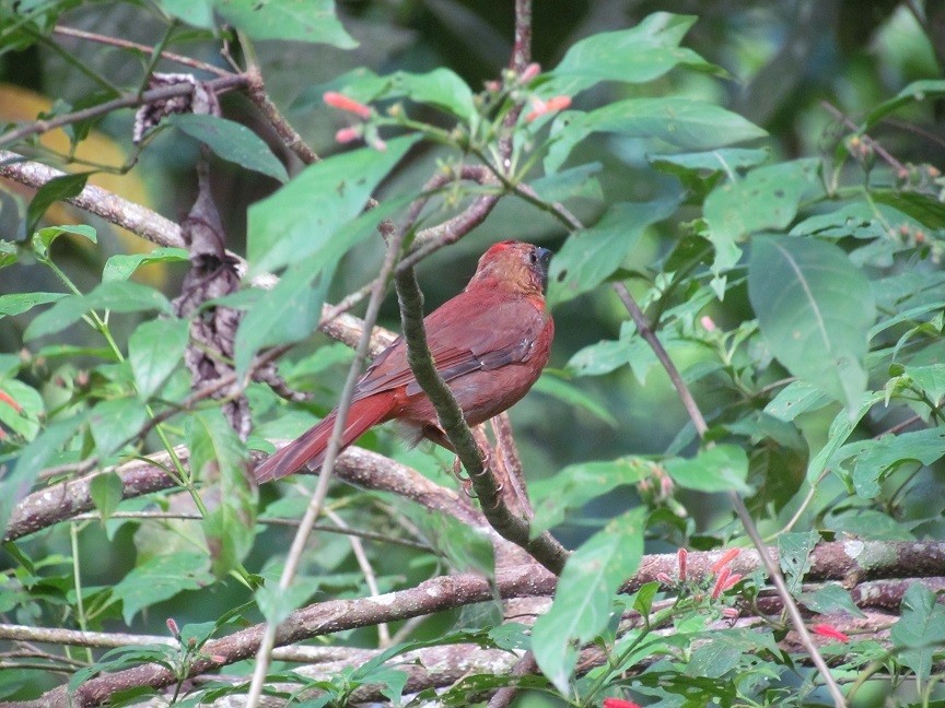 Red-crowned Ant-Tanager - ML148825401