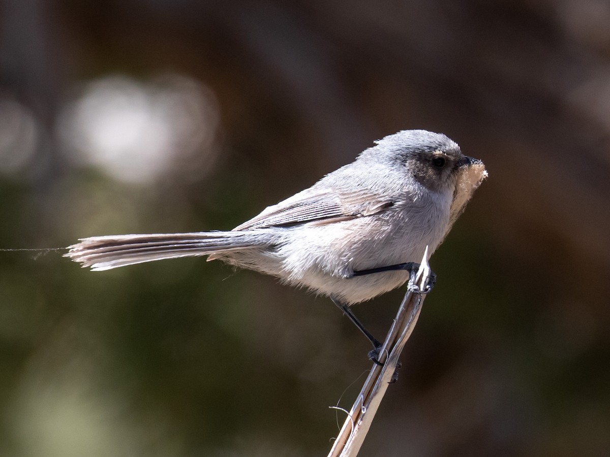 Bushtit (Interior) - ML148827511