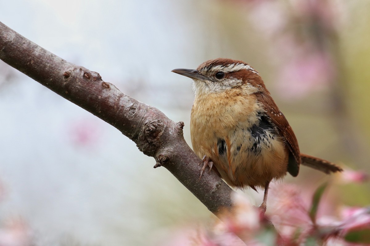 Carolina Wren - ML148829251