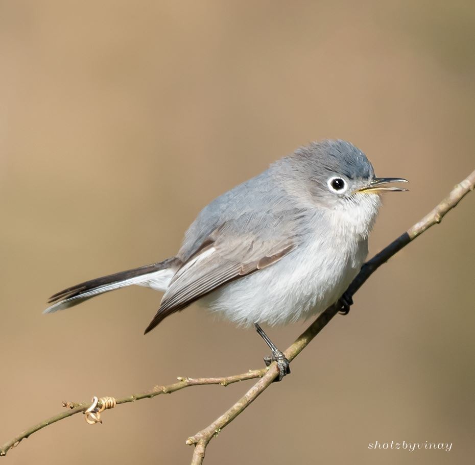 Blue-gray Gnatcatcher - ML148829811