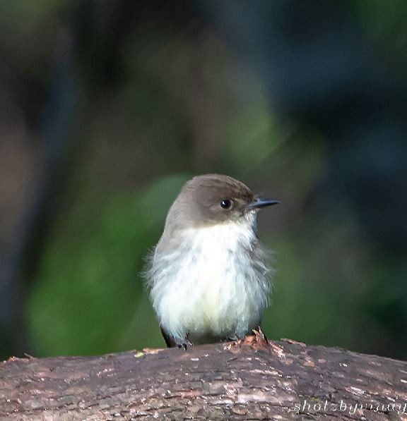 Eastern Phoebe - ML148829931