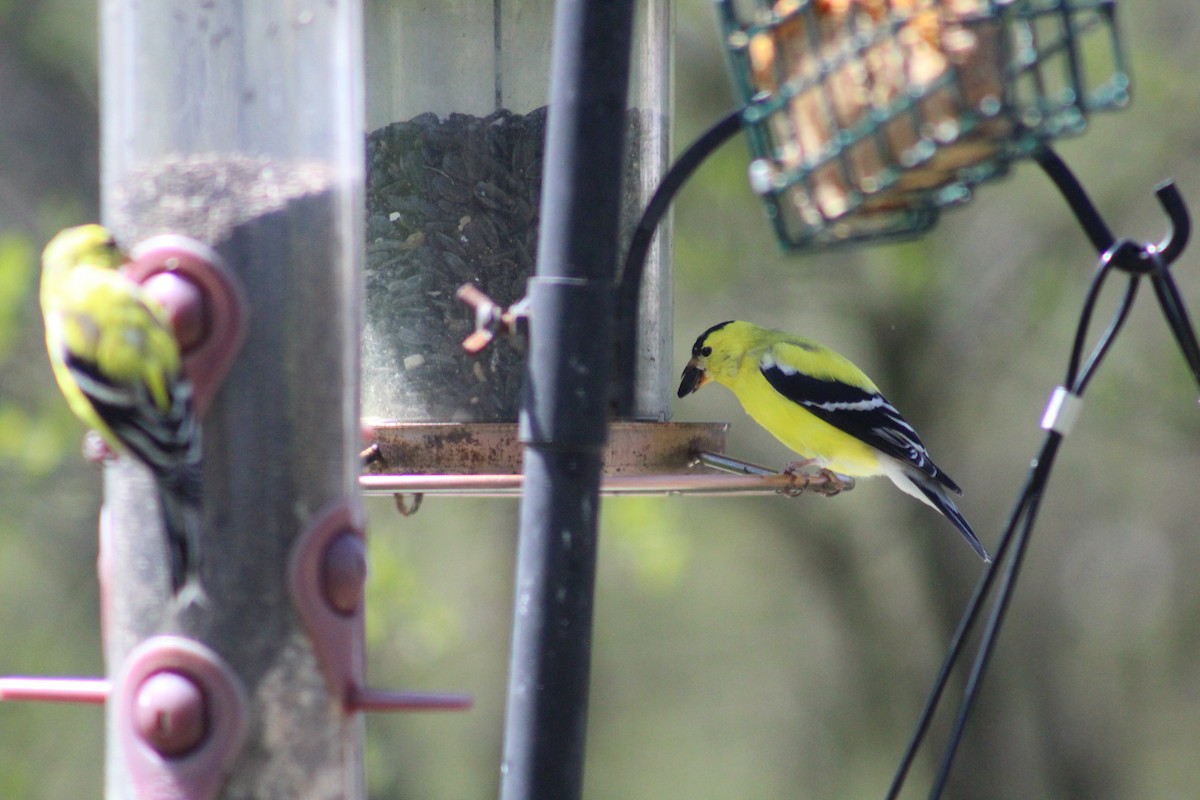 Chardonneret jaune - ML148830451