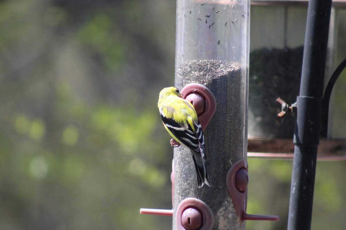 American Goldfinch - Sarah  Gilmore