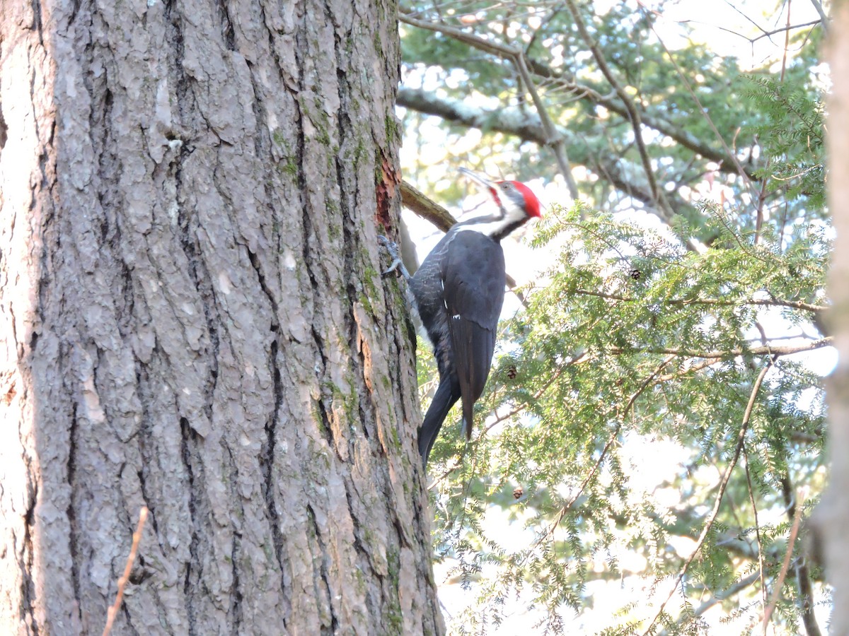 Pileated Woodpecker - ML148830521