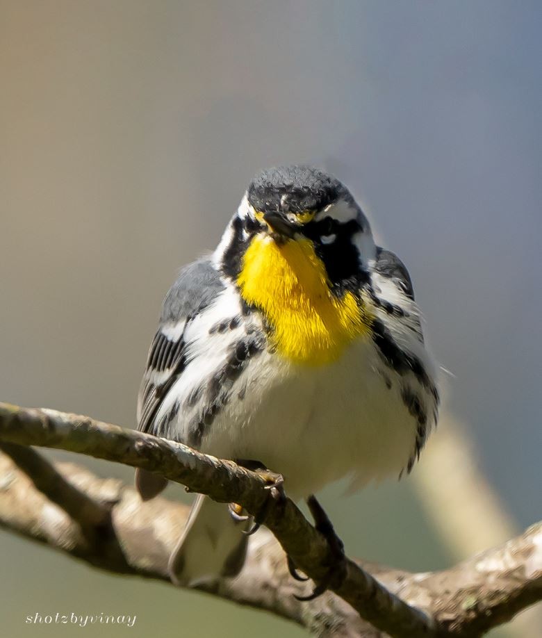 Paruline à gorge jaune - ML148830721