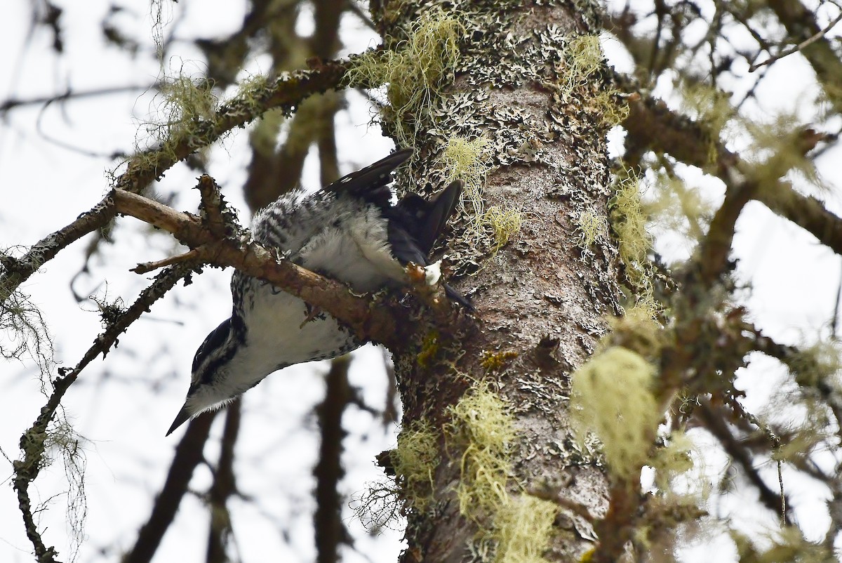 Black-backed Woodpecker - ML148831311