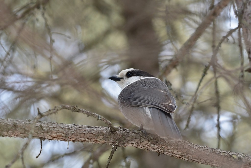 Canada Jay - ML148831381