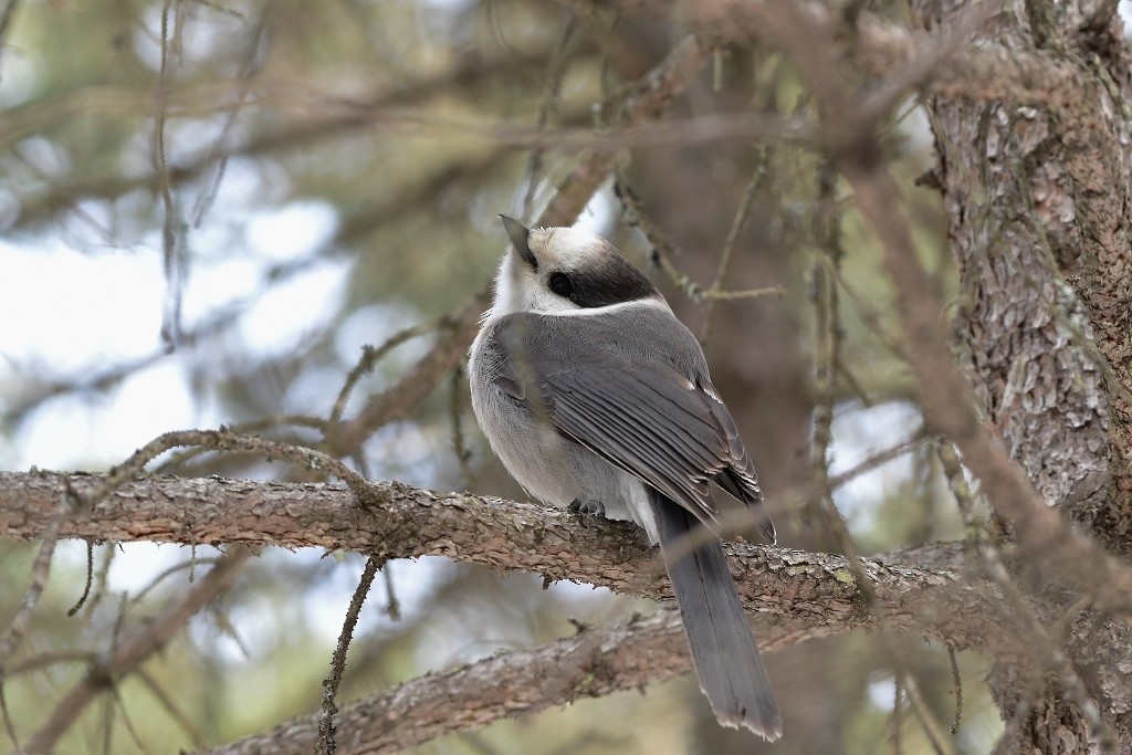 Canada Jay - ML148831391