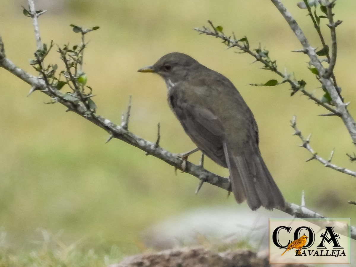 Creamy-bellied Thrush - ML148831451