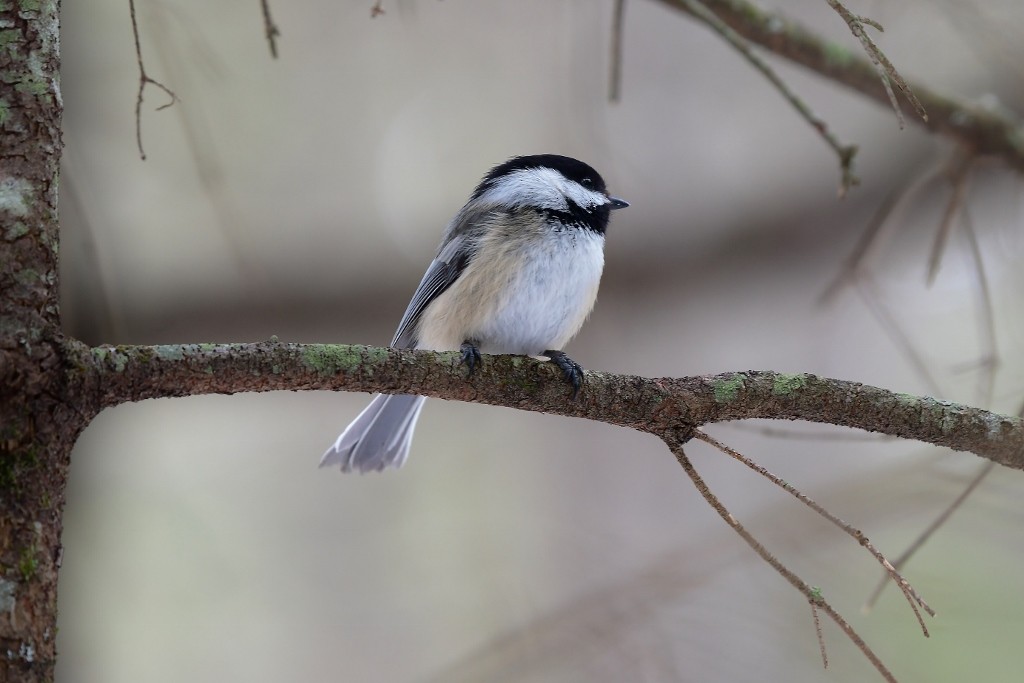 Black-capped Chickadee - thomas berriman