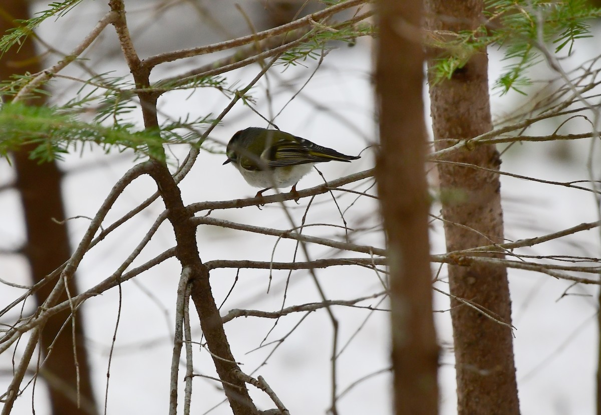 Golden-crowned Kinglet - ML148831631