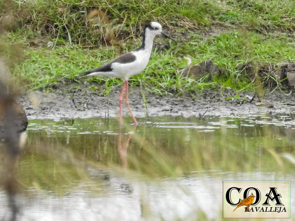 Black-necked Stilt - ML148831641