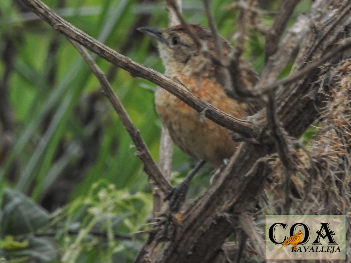 Freckle-breasted Thornbird - ML148831731