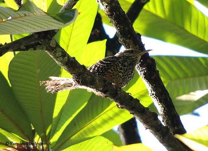 Band-backed Wren - ML148831851