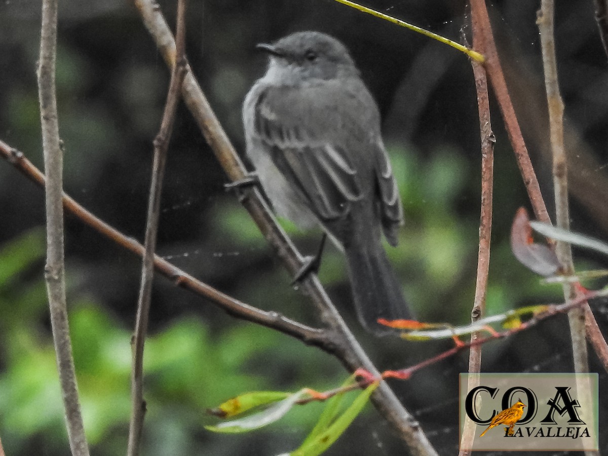 Sooty Tyrannulet - ML148831911